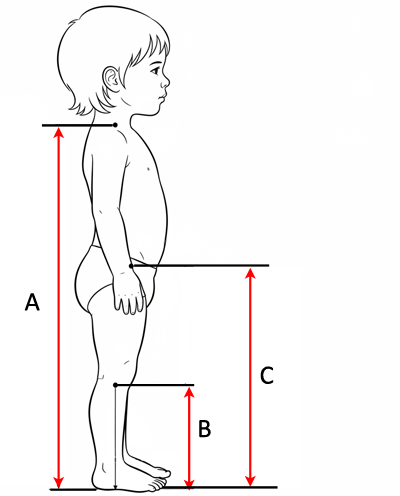 Leackey Stander Measurements